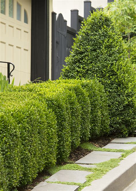 Boxwood Hedge In Planter