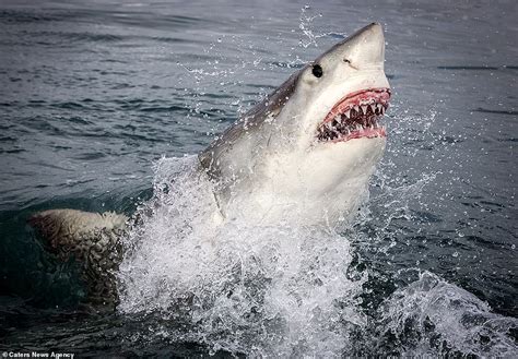 Monterey Photographer Takes Incredible Snap Of Great White Shark Inches