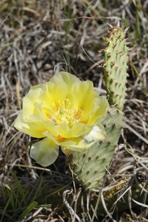 Prickly Pear Cactus Flower - Thru Our Eyes Photography | Linton ...