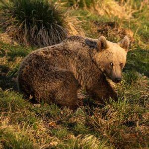 Carpathian wildlife watching - Captivating encounters in Romania