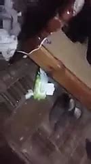 Mongolian Porn Videos Mongolia Sex Movies XHamster