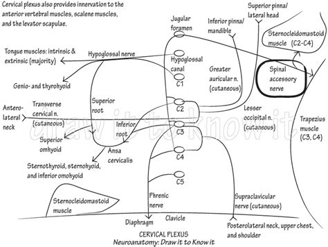 Gross Anatomy Glossary: Accessory nerve | ditki medical & biological ...