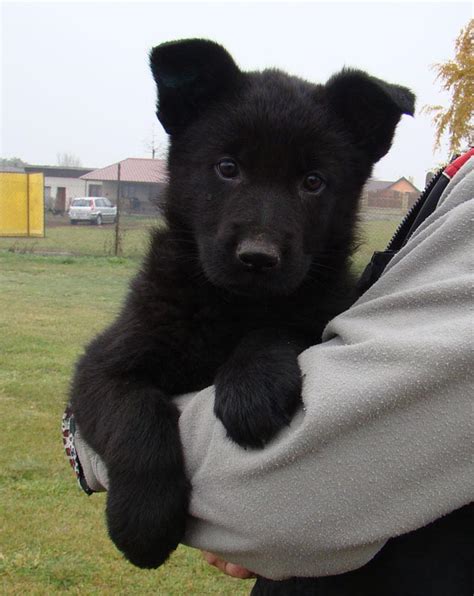 7 Week Old Black German Shepherd Puppy Dog Breed Information