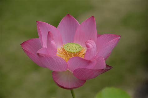 蓮の花は仏様のシンボル 天真寺｜浄土真宗本願寺派（お西）