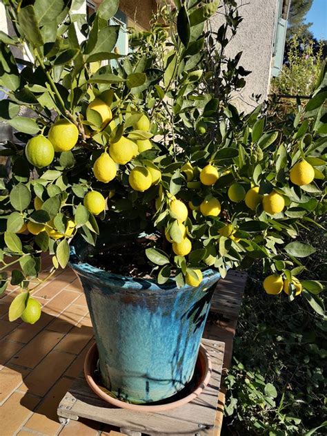 How To Prune A Lemon Tree Minneopa Orchards