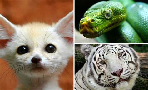 ≡ The Top 11 Most Beautiful Animals In The World Brain Berries