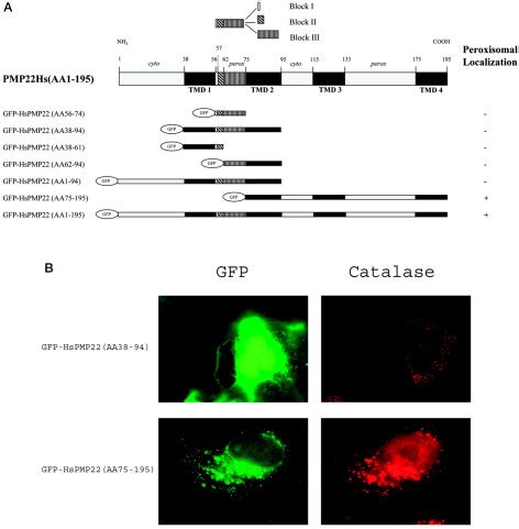 Two Different Targeting Signals Direct Human Peroxisomal Membrane