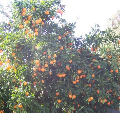 The 2 Minute Gardener: Photo - Dwarf Mineola Tree