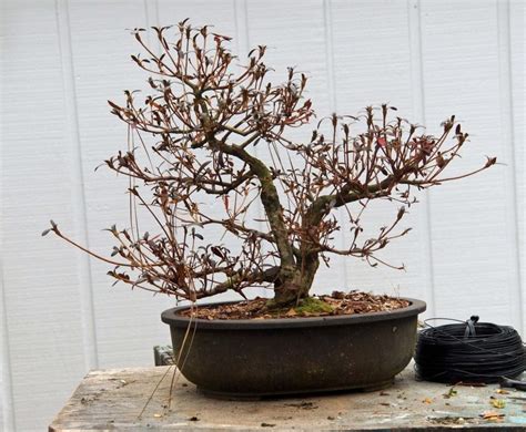 How To Rescue A Dying Bonsai Tree Bonsai Tree Gardener