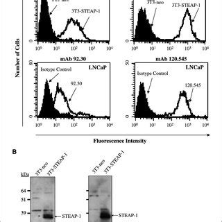 STEAP 1 Protein Expression In Prostate Bladder And Lung Cancer