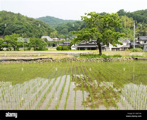 Rice Paddy And Traditional Japanese Houses Stock Photo Alamy