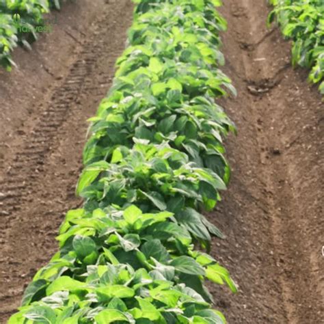 video  harvest  linkedin secondharvest nowastenohunger