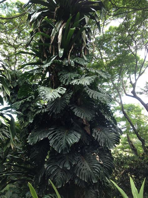 Swiss Cheese Plant Climbing A Palm Taken National Tropica Flickr