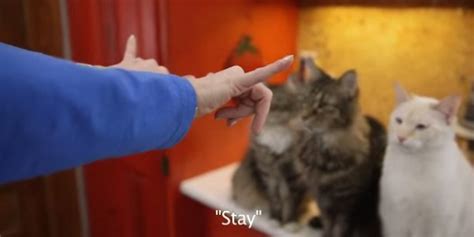 Woman With Hearing Loss Taught Her Deaf Cat Sign Language, Including ...