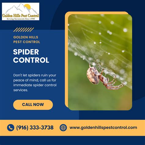 Spider Control Artofit