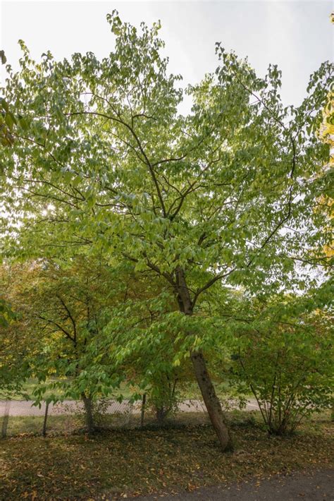 Guttaperchabaum im Botanischen Garten der Universität Potsdam Potsdam