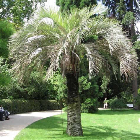 Buy Jelly Palm Pindo Palm Butia Capitata Tree Edible Showy