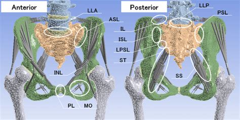 Anterior Sacroiliac Ligament