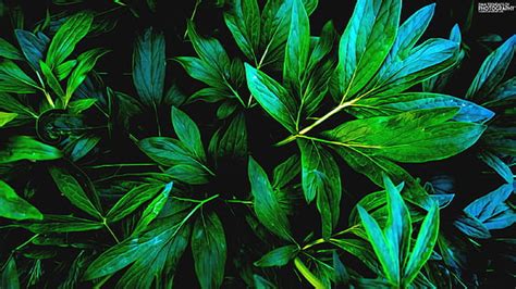 Hd Wallpaper Green Leafed Plants Leaves Blue Nature Plant Part