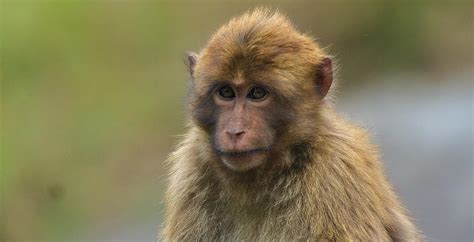 Arunachal Pradesh New Monkey Species Named After Sela Pass