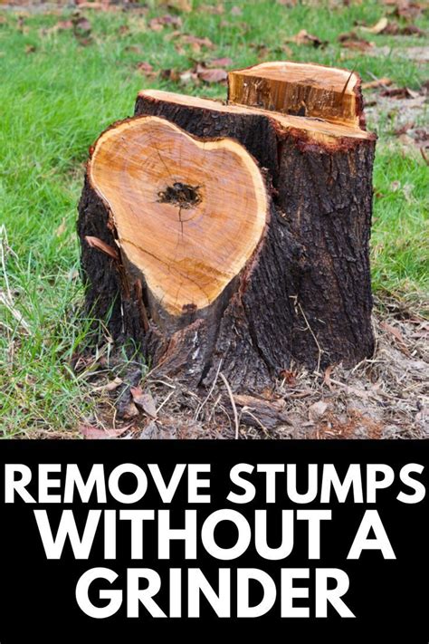 How To Remove A Tree Stump Without A Grinder Easy Follow Guide 2024 Tree Stump Tree Stump