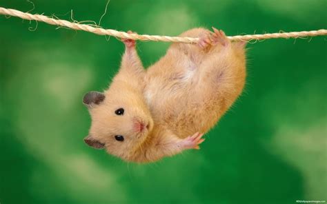 Funny Rat Quotes. QuotesGram