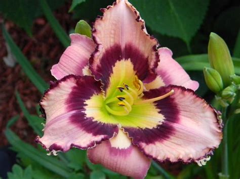 Photo Of The Bloom Of Daylily Hemerocallis Landon Lee Day Lilies