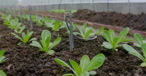 vegetables plants in greenhouse, Stock Video - Envato Elements