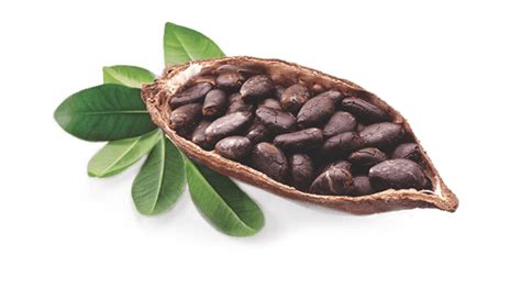 Beans PNG Transparent Images