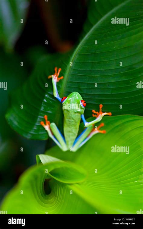 RED EYE TREEFROG RANA VERDE DE OJOS ROJOS Agalychnis Callidryas