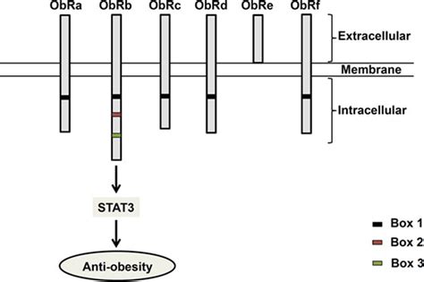 Structure Of Leptin Receptor Isoforms Six Different Spliced Isoforms