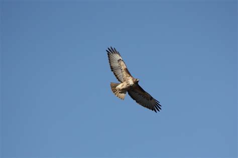 Red-tailed Hawk | BirdForum