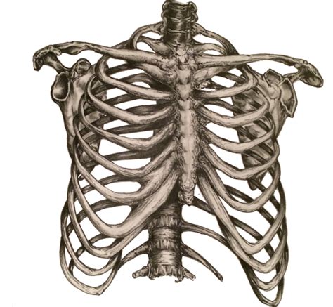 Rib Cage Heart Human Skeleton Anatomy Png Clipart Anatomy Axial