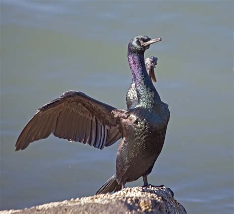 Pictures And Information On Pelagic Cormorant