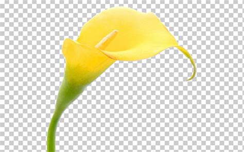 Yellow Arum Flower Plant Headgear PNG Clipart Alismatales Anthurium