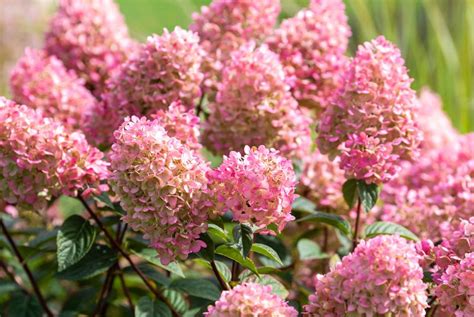 How To Grow And Care For Strawberry Sundae Hydrangea