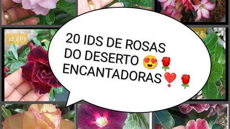 Lindas Rosas Do Deserto Ids Maravilhosas Confiram Youtube