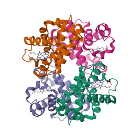 RCSB PDB 7XGY Cryo EM Structure Of Hemoglobin