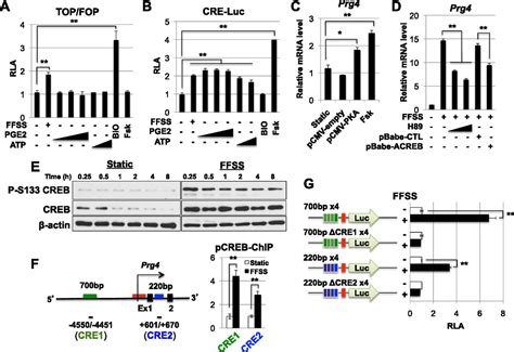 Mechanical Motion Promotes Expression Of Prg In Articular Cartilage