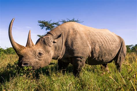 Why Black Rhinos Are Endangered and What We Can Do