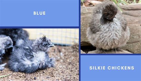 Silkie Chicken Colors Charts And More Silkie Chicken Experts