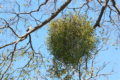 8 Things You Didn't Know About Mistletoe