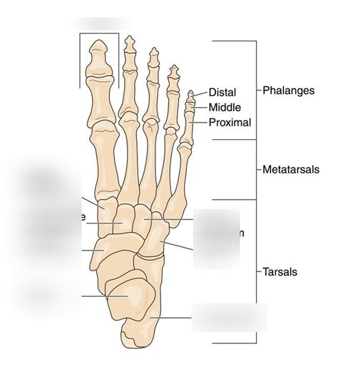 Foot Bone Diagram Diagram | Quizlet