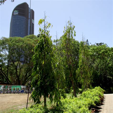 Polyalthia Longifolia Mast Tree Queensland Gardening Pages Brisbane