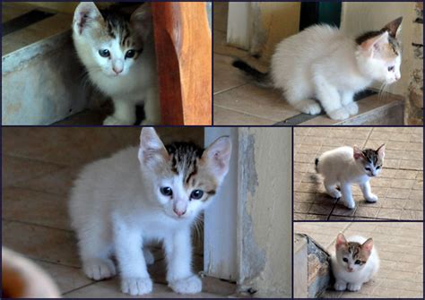 Cute Kitten Collage Flickr Photo Sharing