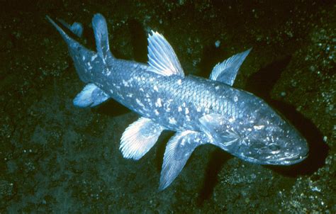 Coelacanth | The Biggest Animals Kingdom