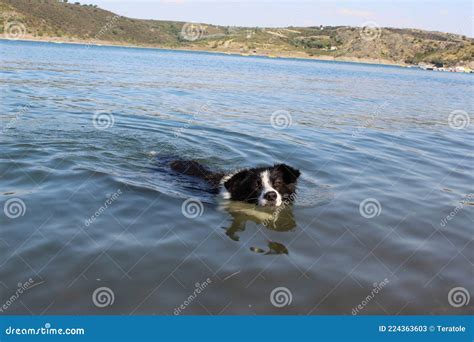 A View Of A Black And White Border Collie Dog Swimming In The Lake