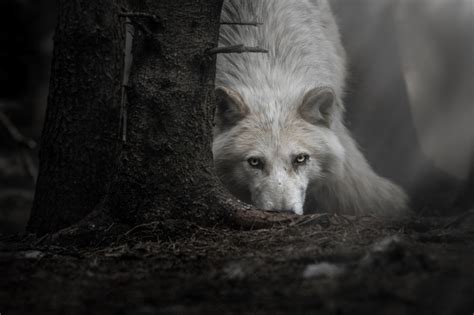 Wallpaper Animals Dark Wolf 2048x1365 Wallpapermaniac 1435505