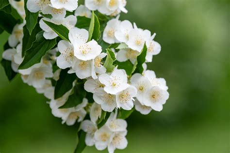 Recommended Shrubs With White Flowers