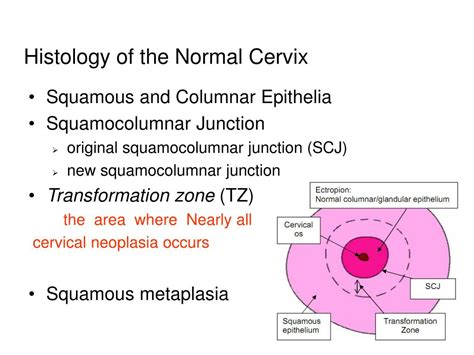 Normal Cervix Histology